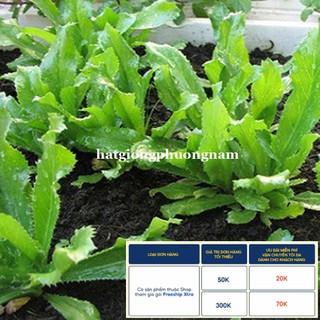 5GR - HẠT GIỐNG RAU MÙI TÀU(NGÒ GAI)