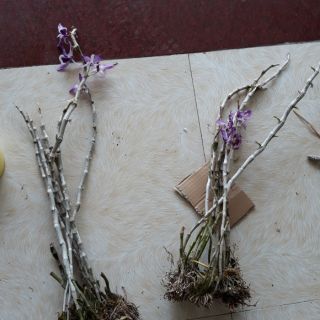 Kèn tím- hạc vỹ- kiều vàng