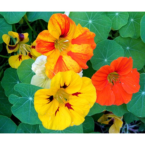 Hạt giống Hoa sen cạn nhiều màu