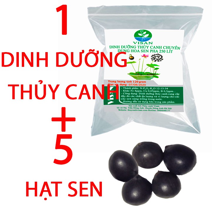 5 hạt sen và gói thủy canh pha 250 lít