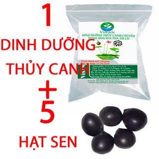 5 hạt sen và gói thủy canh pha 250 lít