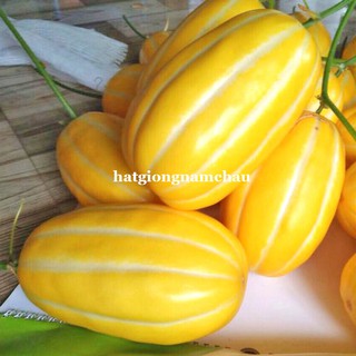 5H - HẠT GIỐNG DƯA LÊ HÀN QUỐC