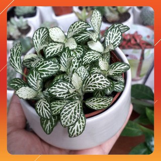 Cây Cẩm Nhung chậu Sứ Trắng