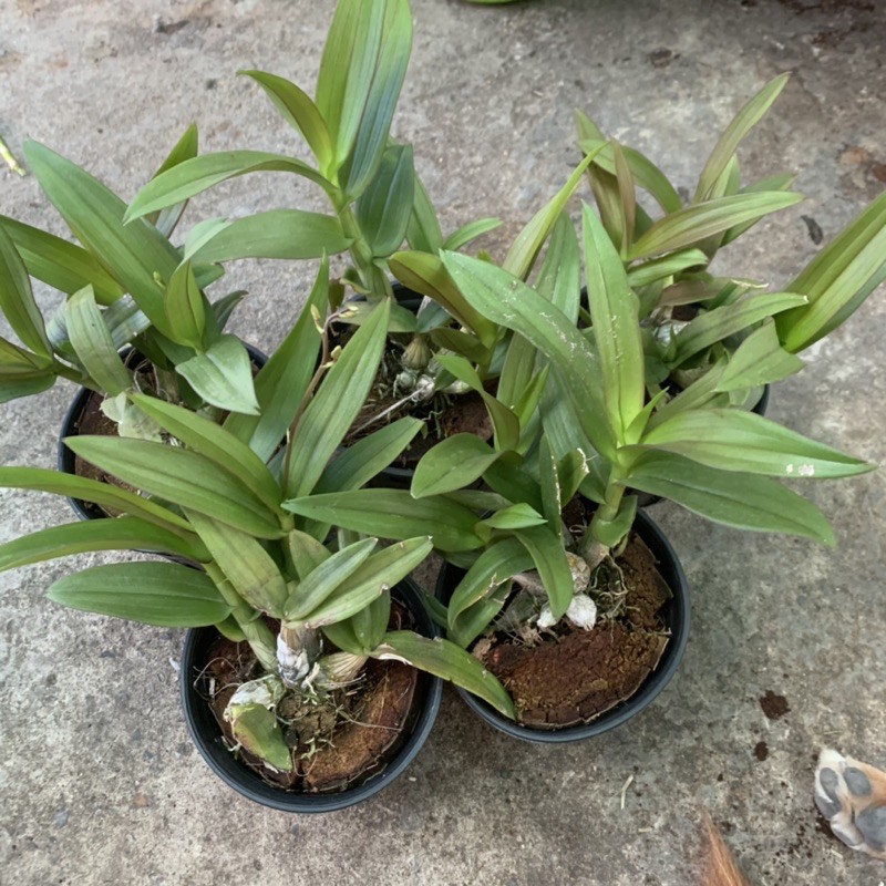 Lan Mini yaya chậu sắp cho vòi