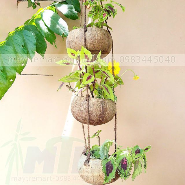 Chậu gáo dừa, dây gáo dừa treo trồng cây.