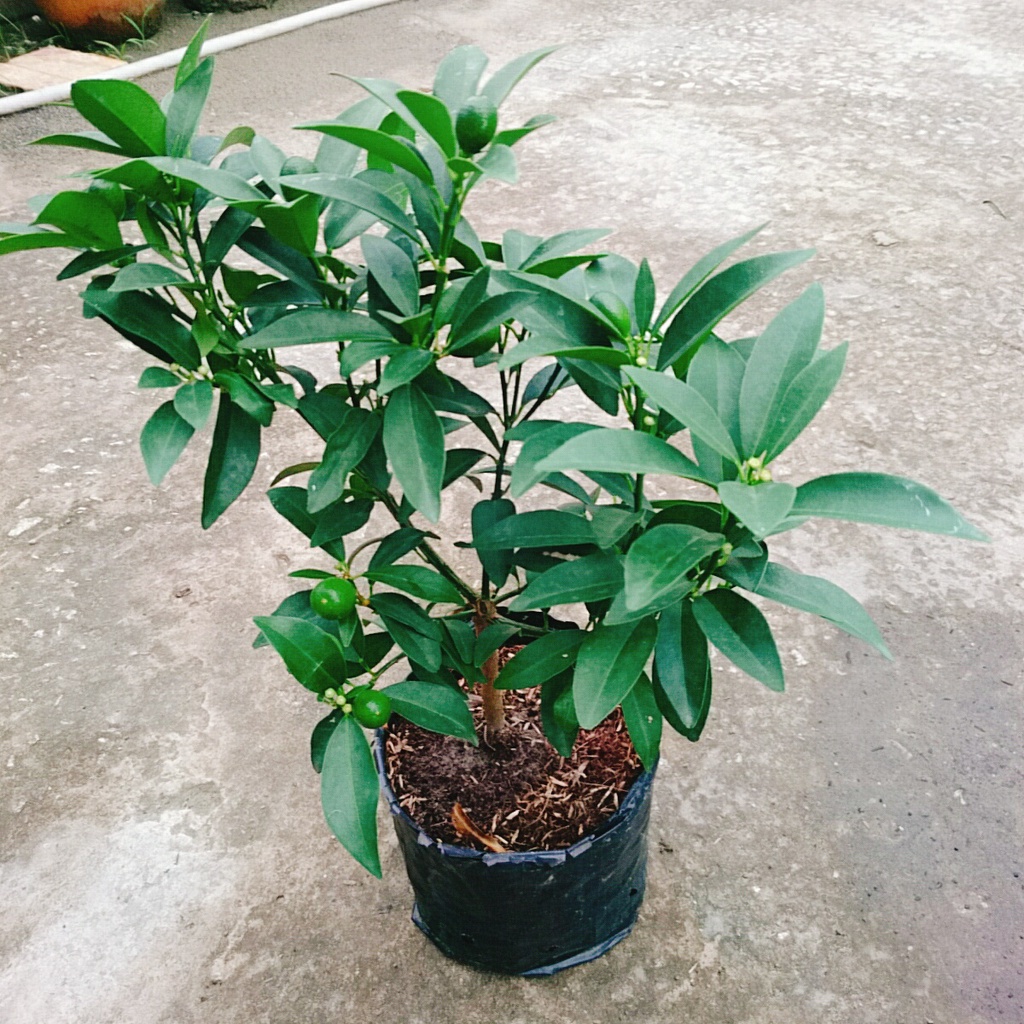 Cây Hạnh Ngọt - cây tắc ngọt thái