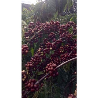 Cà phê Robusta+ Arabica(15%) nguyên chất rang mộc 100%