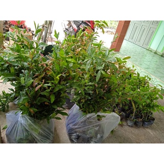 10 mai con quấn rễ 80 cm trở lên