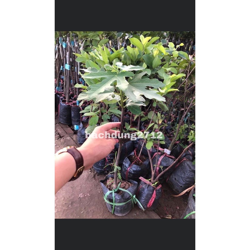 2 cây sung mỹ+1cây vả