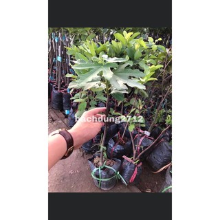 2 cây sung mỹ+1cây vả