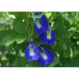 Giống cây hoa đậu biếc, cho bóng mát, làm cảnh, thu hoa làm màu thực phẩm.