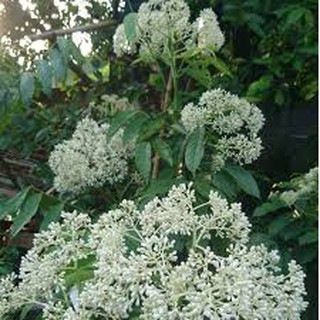 CÂY GIỐNG CÂY HÚNG VỊT ( CÂY CHANH CHÓ, CÂY THÁI GẤU ,CÂY HÚNG RỪNG )