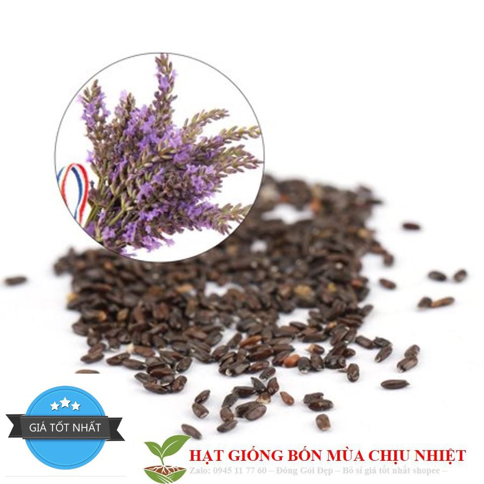 Hạt Giống Hoa Oải Hương 4 mùa/Lavender (30 hạt) ĐẾN MÙA TRỒNG TẾT