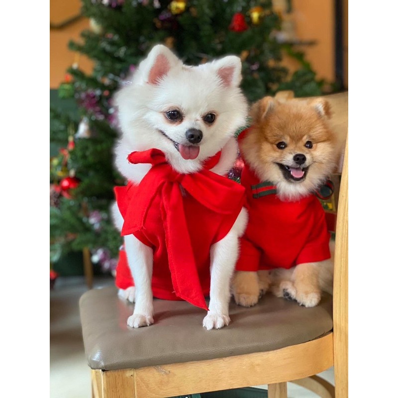 Áo nỉ thêu hình gấu kèm nón rời lót bông [Ảnh thật] [Có sẵn]