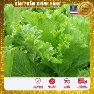 10 gram hạt giống rau cải bẹ vàng USA