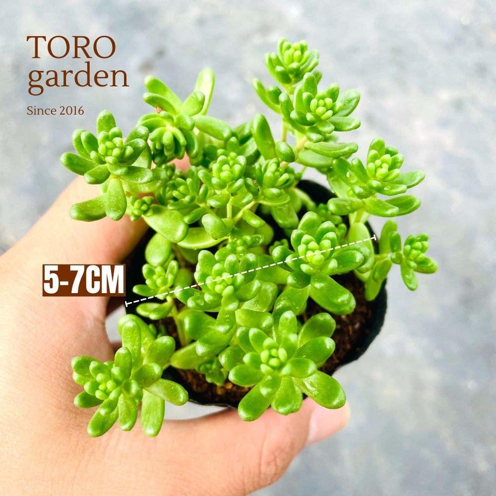 SEN ĐÁ SEDUM KẸO ĐÀ LẠT SIZE BÉ, SIÊU KHOẺ ĐẸP, THUẦN MỌI KHÍ HẬU, HƯ 1 ĐỔI 1