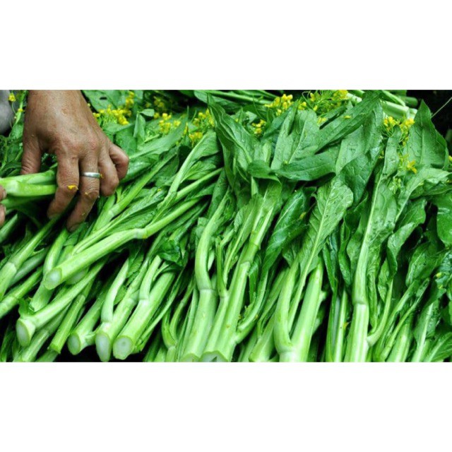 Hạt giống ngồng cải ngọt xanh