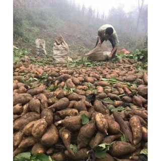 Combo 10kg Sâm đất Sapa Lào Cai