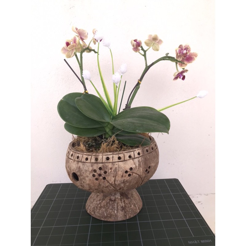 Chậu gáo dừa nghệ thuật