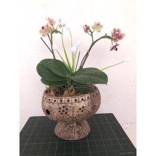 Chậu gáo dừa nghệ thuật