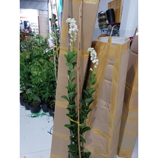 mai xanh thái bông trắng