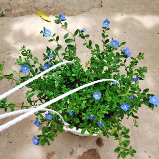 Hoa Thanh Tú (Blue Daze)