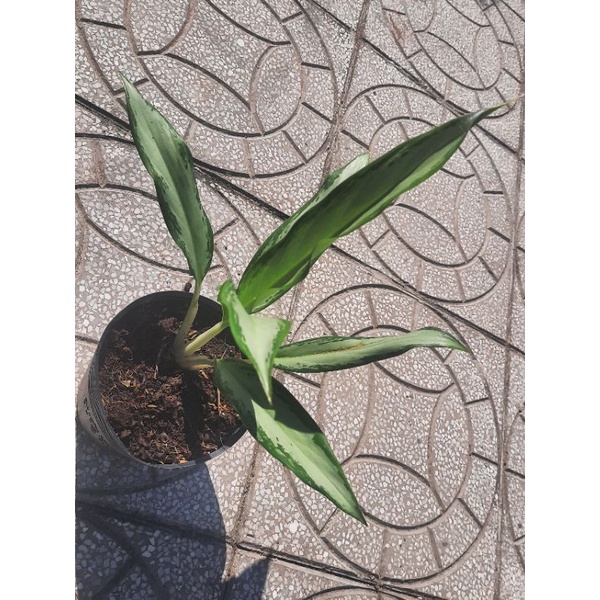 Cây Giữ Tiền, Kim Phát Tài