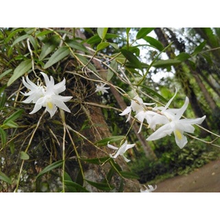 Hoa lan Bạch Câu