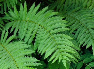 1 cây dương xỉ