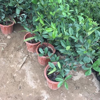 Combo 3 cây chẻry lùn
