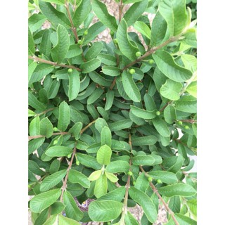 Ổi xá lị (đang hoa đang trái )☆☆☆☆☆