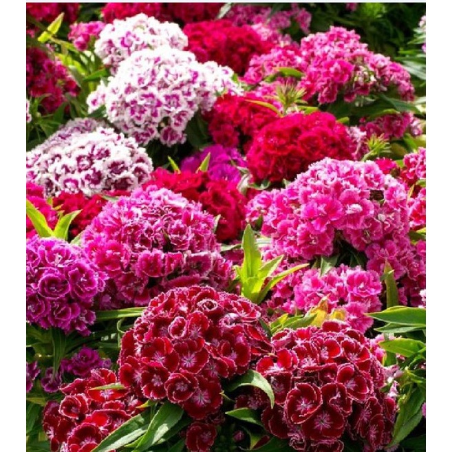 ( SIÊU RẺ ) Hạt Giống Hoa Cẩm Chướng Mix 50 hạt