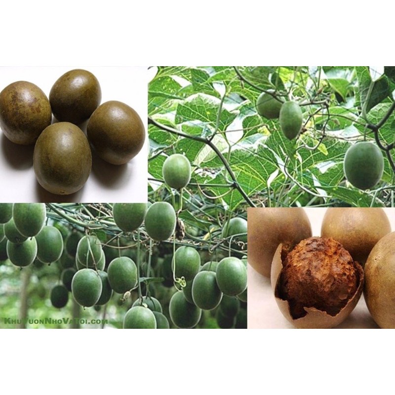 10 hộp La hán quả hoà tan 170g [ Date mới nhất ] - Loại Có Cúp và Không Cúp