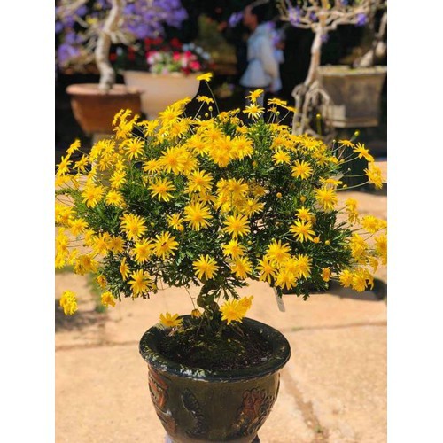 Hạt giống cúc thân gỗ (tặng kèm phân bón và kích mầm)