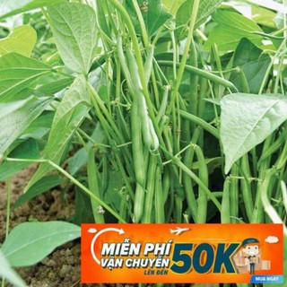 20g hạt giống đậu cove lùn