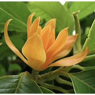 Cây hoa ngọc lan màu vàng, hoa hoàng lan