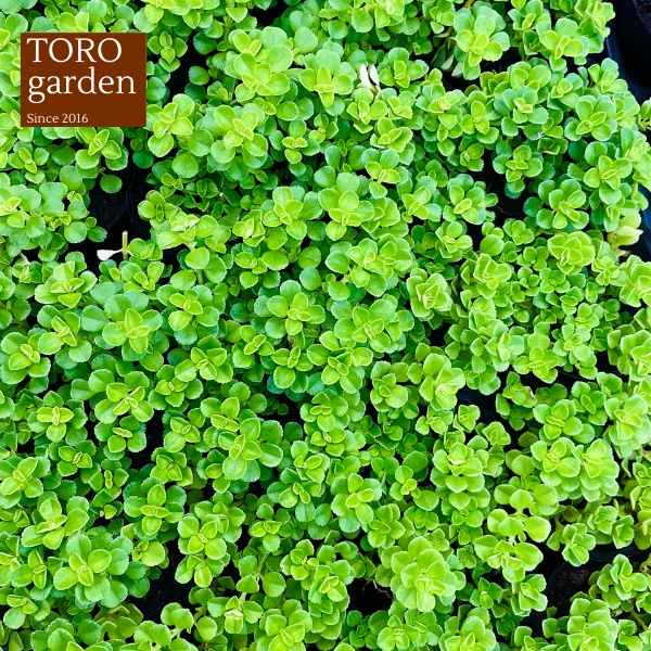 CỎ SEDUM LỤC HÀ ĐÀ LẠT SIZE BÉ, SIÊU KHOẺ ĐẸP, THUẦN MỌI KHÍ HẬU, HƯ 1 ĐỔI 1