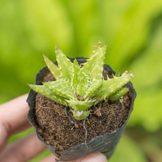 Sen đá hàm cá mập 5-7cm - Vườn sen đá