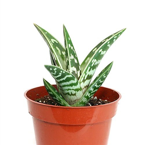 Lưỡi hổ vằn - Aloe variegata giống mới - Cây để bàn - Cây Phong Thủy