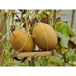 Hạt giống dưa lưới vàng năng suất cao xuất xứ Đức- 10 hạt