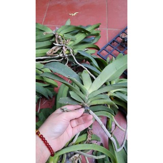 Hoa phong lan đai châu rừng
