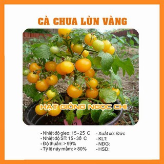 Hạt giống cà chua lùn vàng - 30 hạt