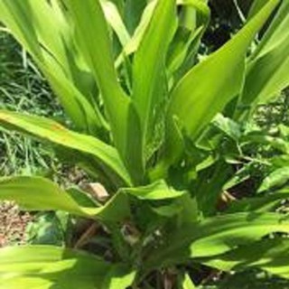 Cây đại tướng quân-cây náng hoa trắng