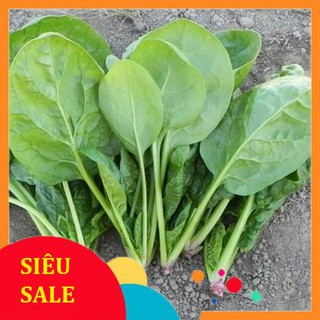 10g Hạt giống Cải Bó xôi VIETPHAT