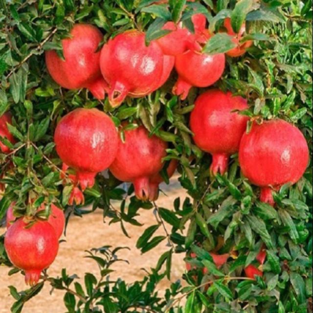 Lựu đỏ Ấn Độ đang có trái