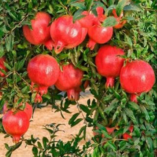 Lựu đỏ Ấn Độ đang có trái