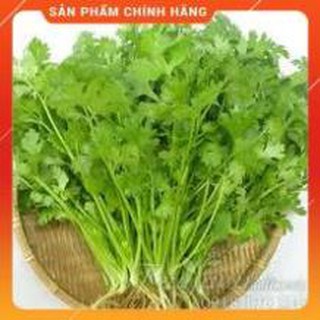 HẠT GIỐNG MÙI CAO SẢN