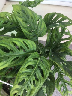 Cây trầu bà lỗ