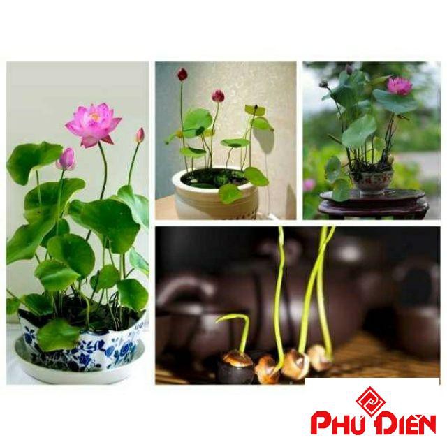 5 Hạt sen nhật mini Nhiều màu  PHÚ ĐIỀN