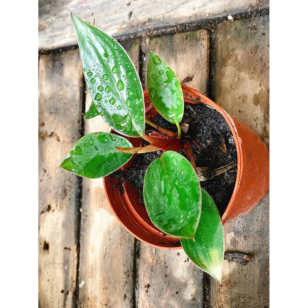 Cây giống Philodendron Red King (Hồng Đế) chậu nhựa